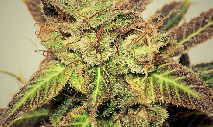 Pepiberry (Pepita Seeds) Semilla Feminizada Marihuana Barata