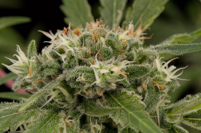 Strawberry Amnesia (Dinafem Seeds) Semilla Feminizada Cannabis