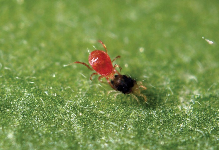 Phytoseiulus Persimilis (Contra Araña Roja)