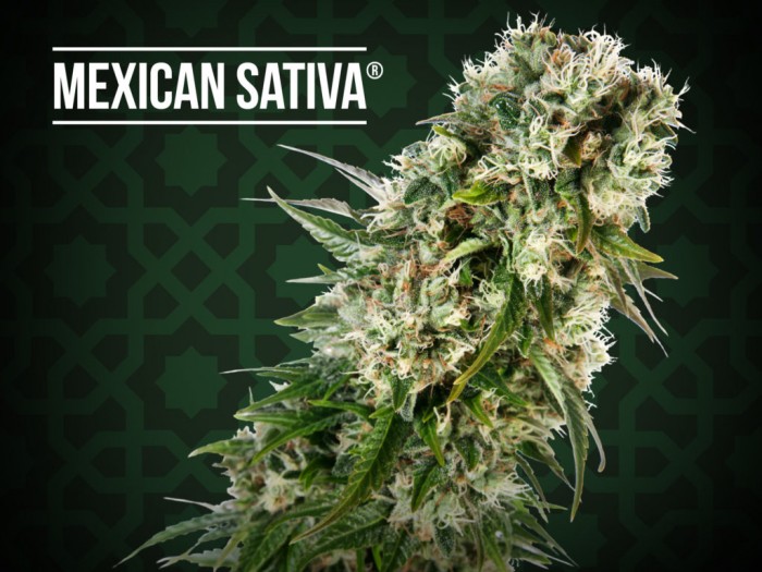 Mexican Sativa Regular (Sensi Seeds)