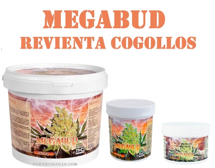 MEGABUD THC (Pk 50-32)
