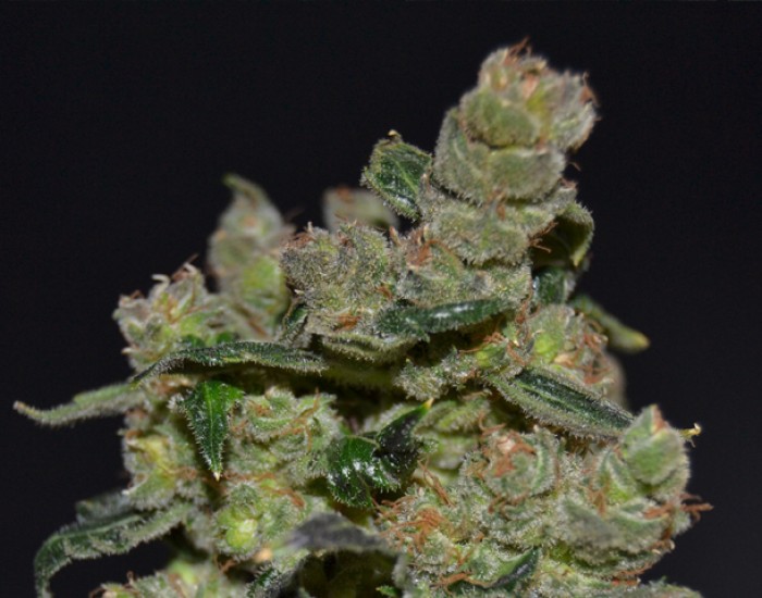 Diesel de Cbd Seeds Semilla Cannabis Feminizada