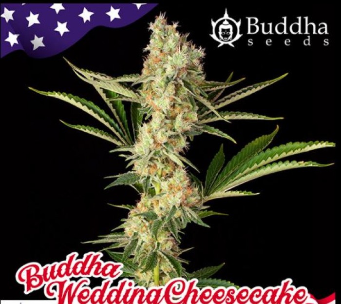 Buddha Wedding Cheesecake (Buddha Seeds USA Collection)