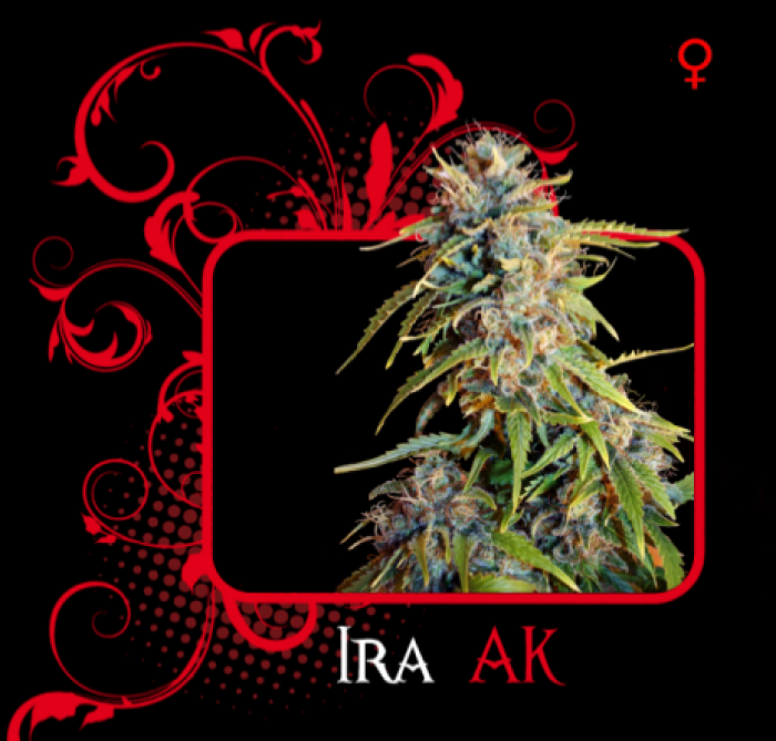 Ira Ak (7 Pekados Seeds) Semilla feminizada Marihuana Barata Ira Ak (7 Pekados Seeds) Características: ak47, ak-47 seeds, semilla, graines