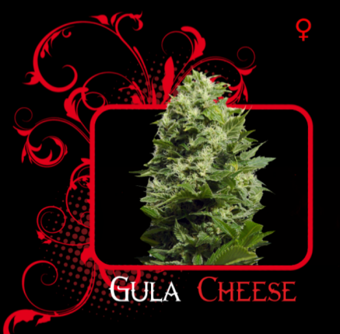 Semilla feminizada Gula Cheese (7 Pekados)