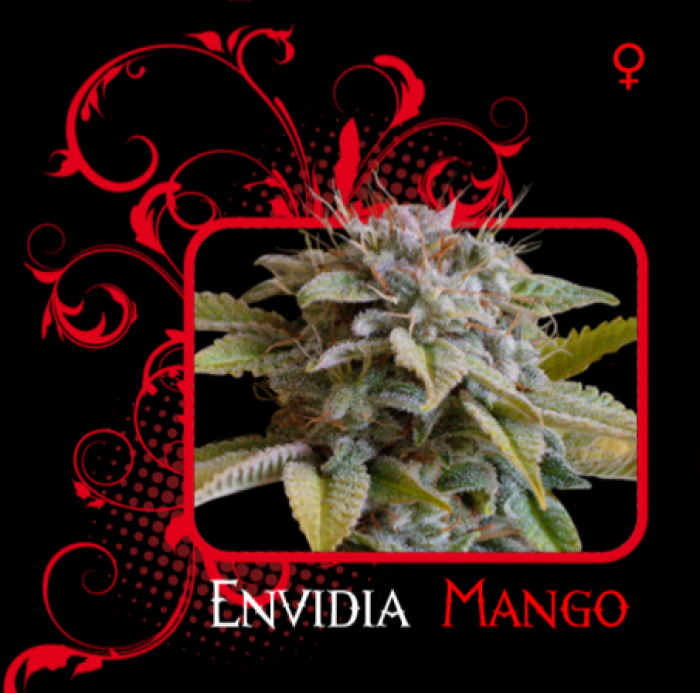 Envidia Mango