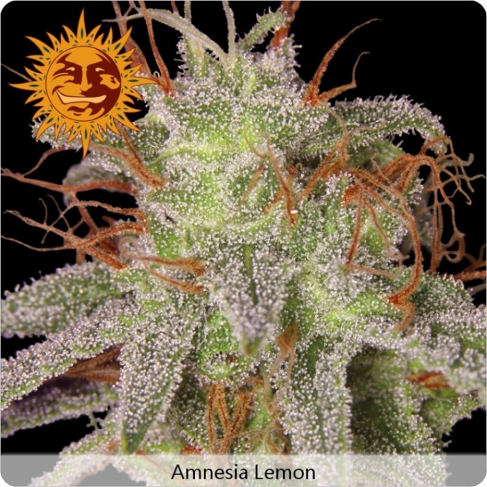 Amnesia Lemon (Barney´s Farm)