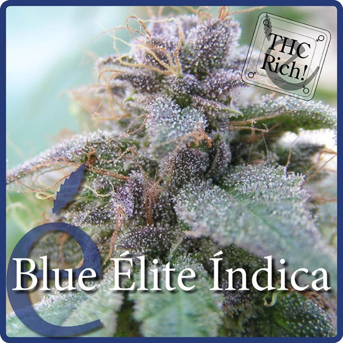  Blue elite índica (Elite Seeds)