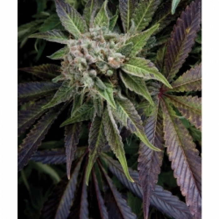 Auto Blue (Pyramid Seeds) Semilla Autofloreciente de Cannabis
