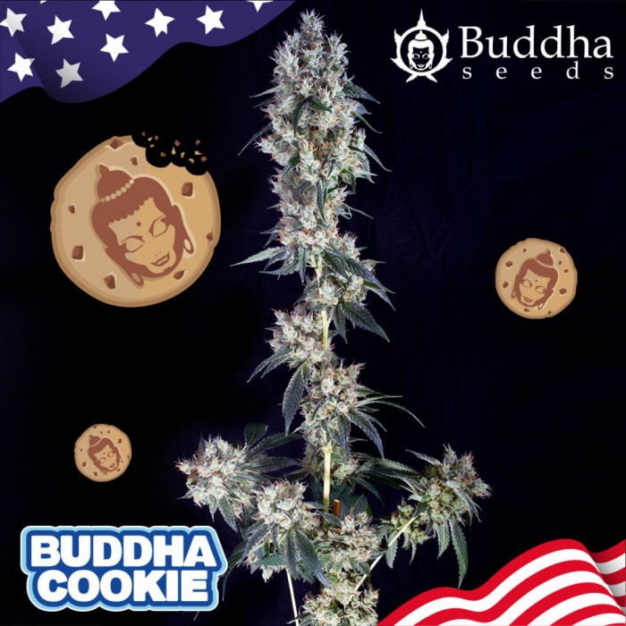 buddha-cookie-buddha-seeds-usa-collection