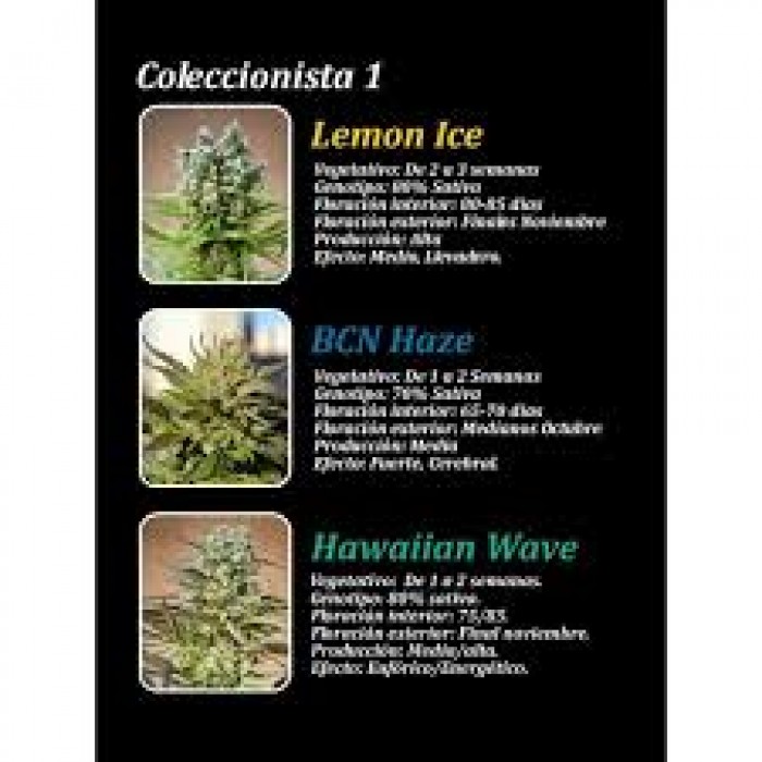 Coleccionista 1 (Ripper Seeds) 6 Semillas Feminizadas de Cannabis
