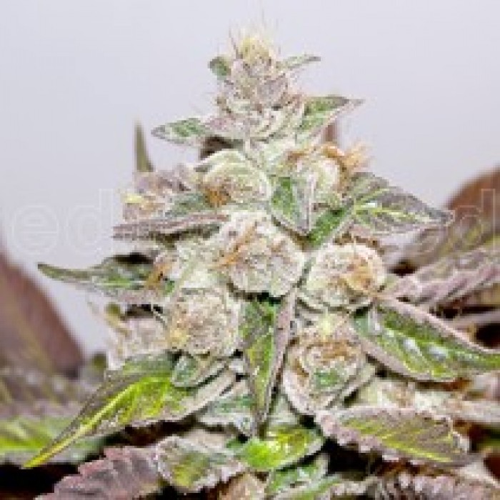 Mendocino Purple Kush (Medical Seeds) Semilla Feminizada de Cannabis