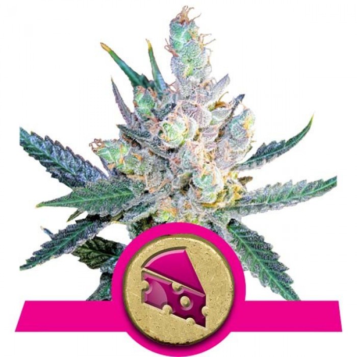 Royal Cheese (Royal Queen Seeds) Fast Flowering