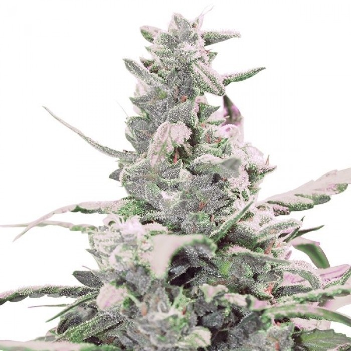 Royal Creamatic (Royal Queen Seeds) Semilla Autofloreciente cannabis-marihuana Feminizada