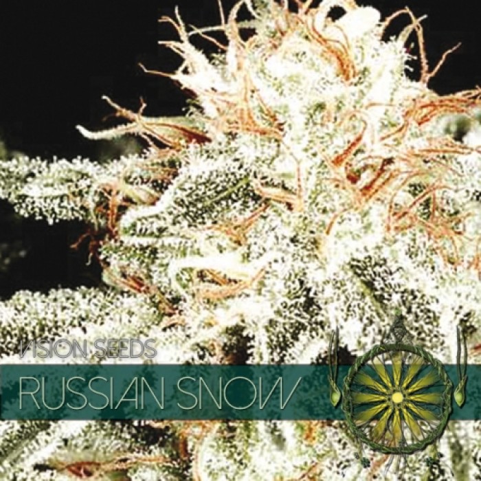 Russian Snow Vision Seeds 