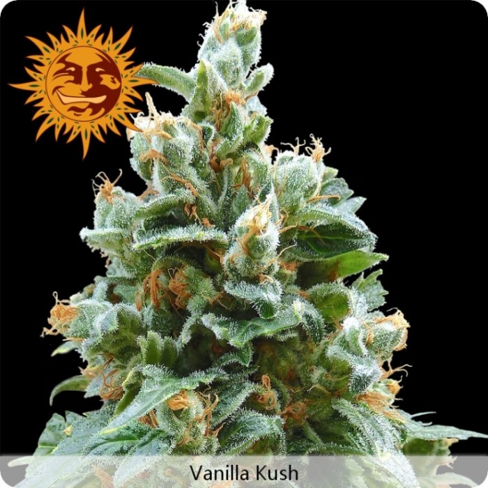 Vanilla Kush (Barney´s Farm) Semilla Feminizada 100%
