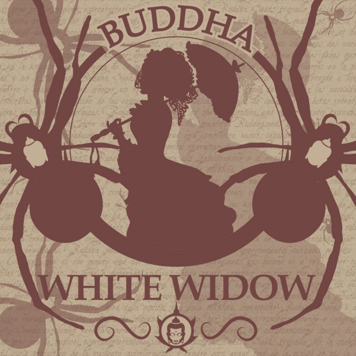 Buddha White Widow Feminizada Classics (Buddha Seeds)