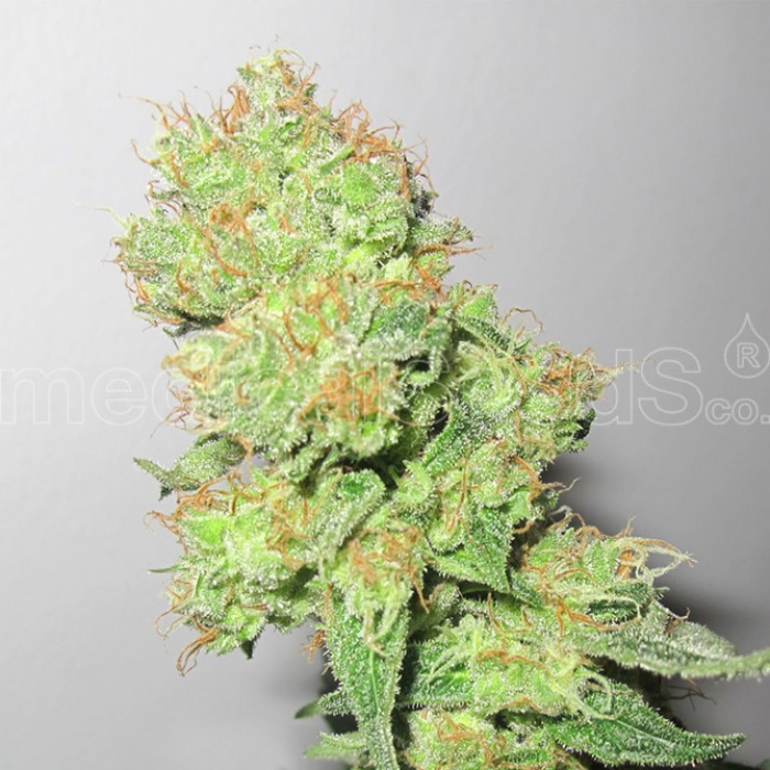Y Griega CBD (Medical Seeds) Semilla Feminizada Cannabis