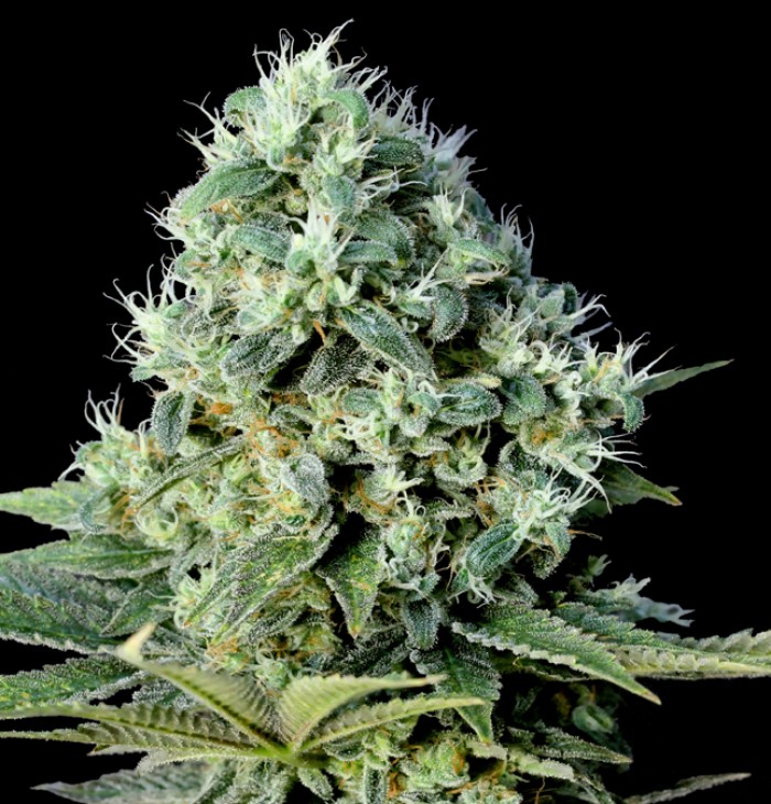 Santa Bilbo (Genehtik Seeds) Semilla Feminizada Cannabis