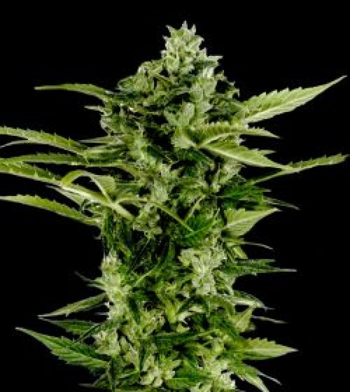 Auto-Bomb (Green House Seeds) Semillas Autoflorecientes de Marihuana