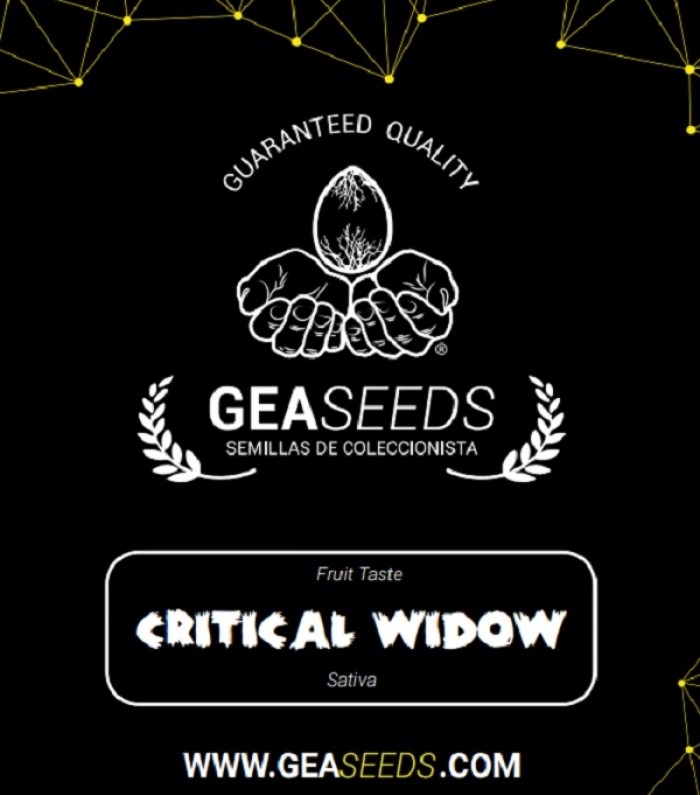 Critical Widow Feminizada (Gea Seeds) 