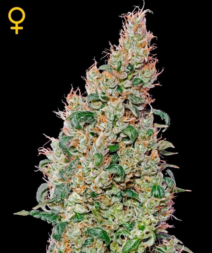 Green-o-matic Auto (Green House Seeds) Semilla Autofloreciente Feminizada Cannabis-Marihuana