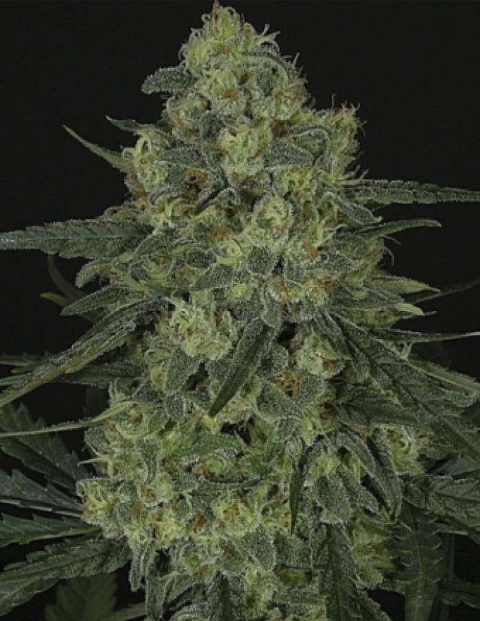 Criminal + (Ripper Seeds) Semilla Feminizada de Cannabis