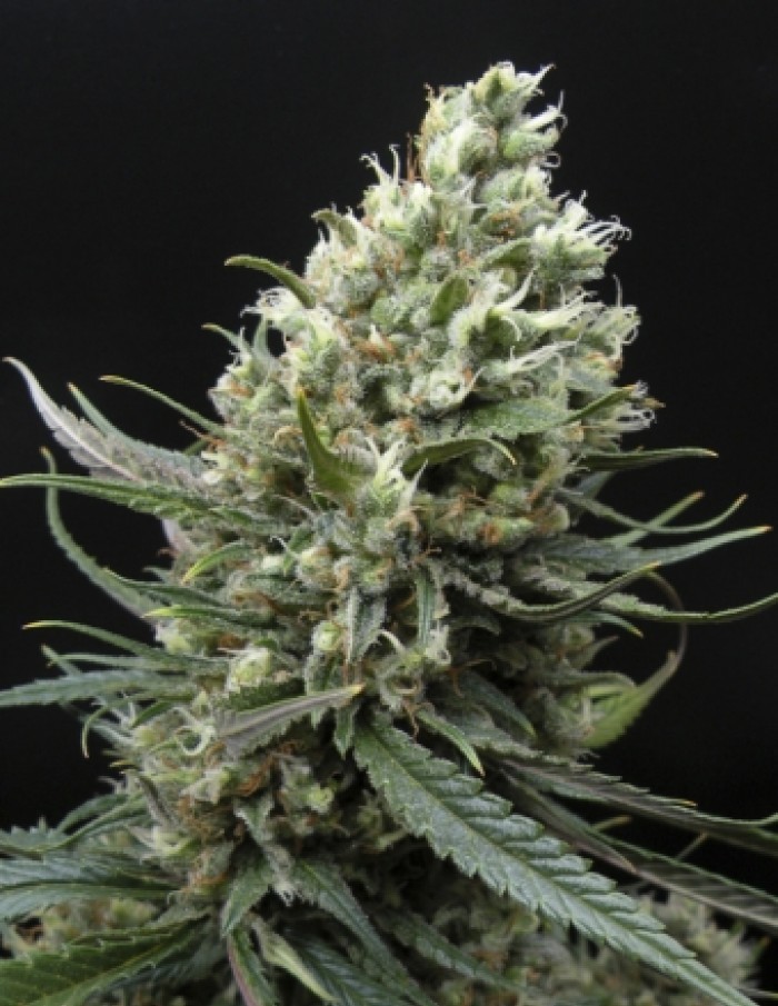 Ripper Haze (Ripper Seeds) Semilla Feminizada de Cannabis