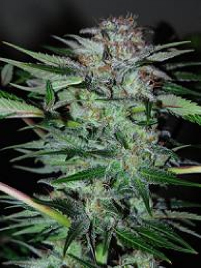 Northern Dwarf Auto (Profesional Seeds) SEmilla Feminizada Autofloreciente Cannabis