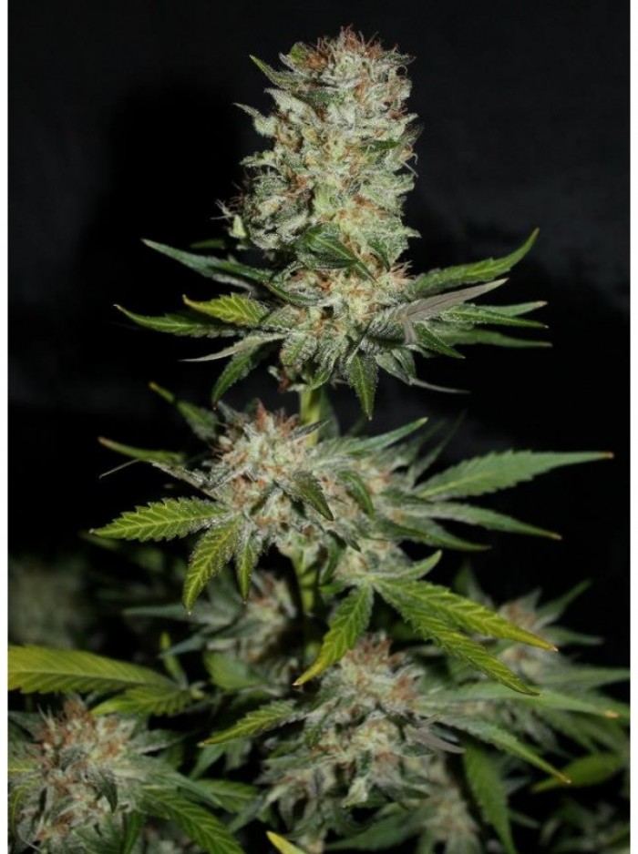 Houchie Kouchie Kush (Makka Seeds) Semilla Feminizada Cannabis