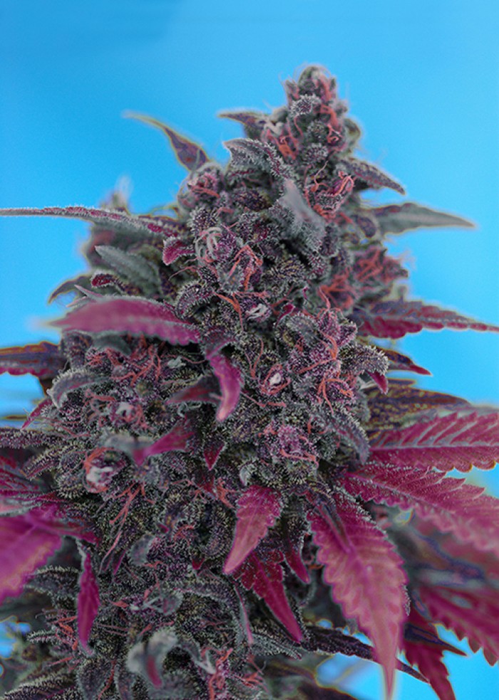 Dark Devil Auto (The Red Family) Sweet Seeds