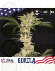 buddha-gorila-buddha-seeds-usa-collection