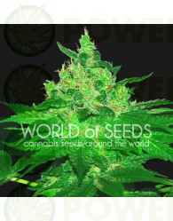 Afghan Kush Feminizada World Of Seeds Cannabis