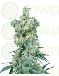 American Dream (Sensi Seeds) Semilla Regular Cannabis