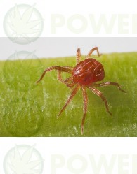 Araña Roja