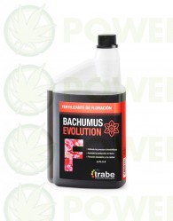 bachumus-evolution-floracion-trabe