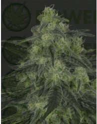 Black Valley (Ripper Seeds) Semilla Feminizada de Cannabis