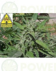 Biohazard Seeds Semilla marihuana feminizada Coleccionista #1