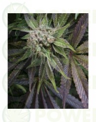 Auto Blue (Pyramid Seeds) Semilla Autofloreciente de Cannabis