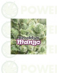 Brooklyn Mango Feminizada (Dr. Underground Seeds)