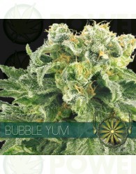 Bubble Yum Vision Seeds 