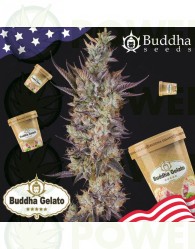 Buddha Gelato (Buddha Seeds USA Collection)