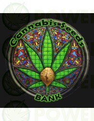  Semilla Feminizada Soma XXL (Cannabis Seeds)
