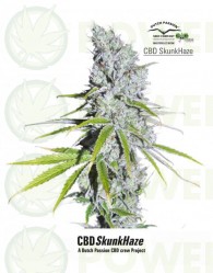 CBD Skunk Haze (Dutch Passion) Semilla Feminizada de Cannabis