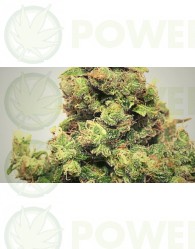 Chewaka (Pepita Seeds) Semilla Feminizada cannabis