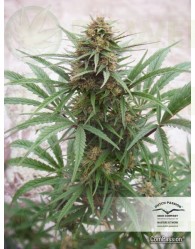 CBD ComPassion (Dutch Passion) Semilla Feminizada de Cannabis