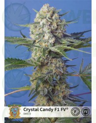 Crystal Candy F1 Fast Version (Sweet Seeds)