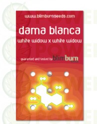 Dama Blanca (Blim Burn Seeds)