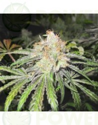 Deep Neville Regular (Medical Seeds) Semilla Regular Cannabis