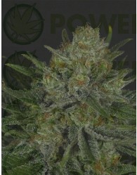 Double Glock (Ripper Seeds) Semilla Feminizada de Cannabis